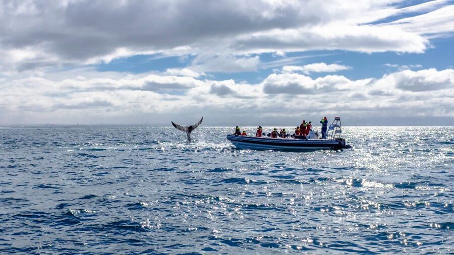 Whale Watching in Reykjavik by Speedboat - Who will enjoy this RIB most?
