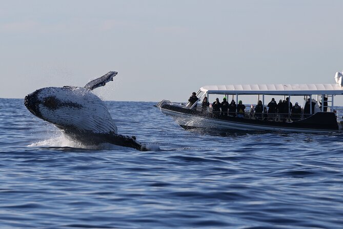 Whale Watching on Speed Boat with canopy from Sydney Harbour - Key details before you book