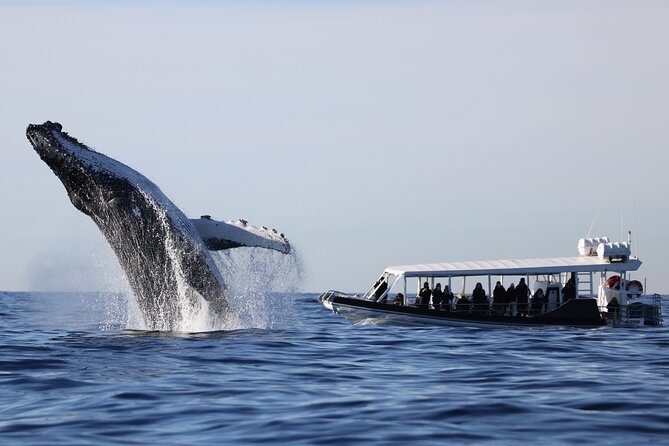 Whale Watching on Speed Boat with canopy from Sydney Harbour - Leaving Circular Quay beneath Sydney’s icons