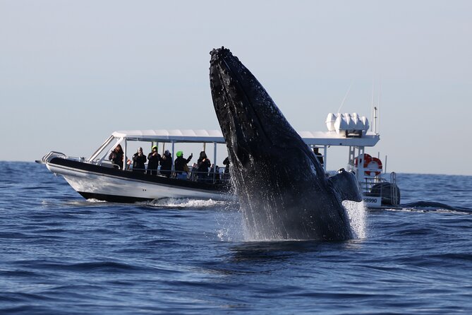 Whale Watching on Speed Boat with canopy from Sydney Harbour - A small boat with a big difference in view