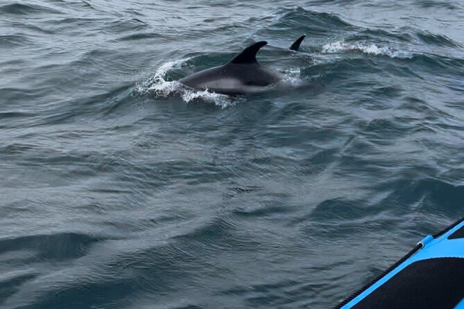 Whale Watching - RIB Boat Adventure in Kopavogur, Iceland - Who will enjoy this RIB adventure most