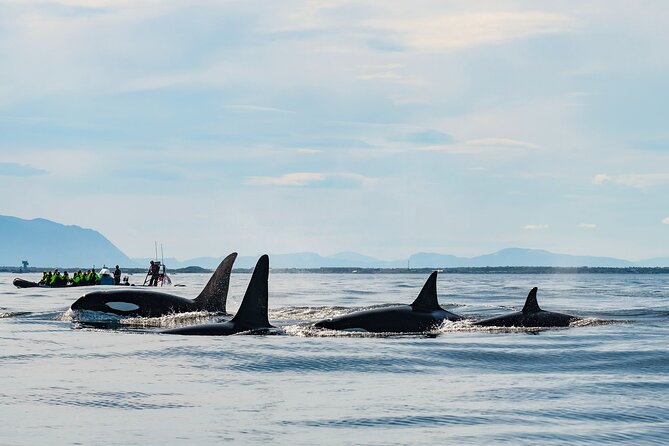 Whale Watching RIB Boat Tour in Skjervoy from Tromso - Key points to know before you book