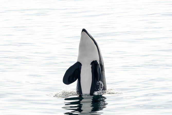 Whale Watching RIB Boat Tour in Skjervoy from Tromso - Why the timing can feel rushed