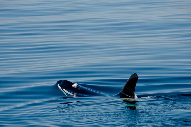 Whale Watching RIB Boat Tour in Skjervoy from Tromso - Food, warmth, and comfort during the day