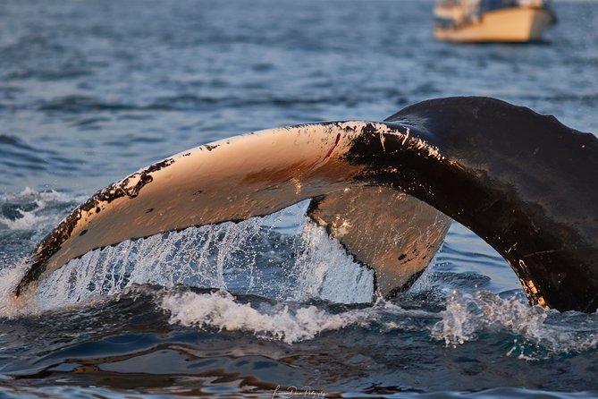 Whale Watching RIB Boat Tour in Skjervoy from Tromso - Is $365.81 good value?