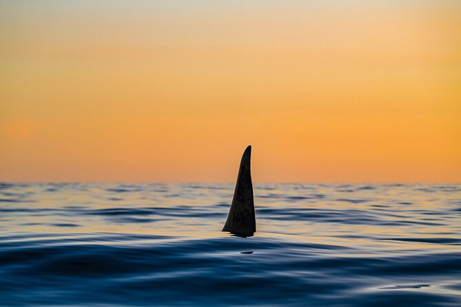 Whale Watching RIB Boat Tour in Skjervoy from Tromso - Who should book this Skjervoy whale tour?