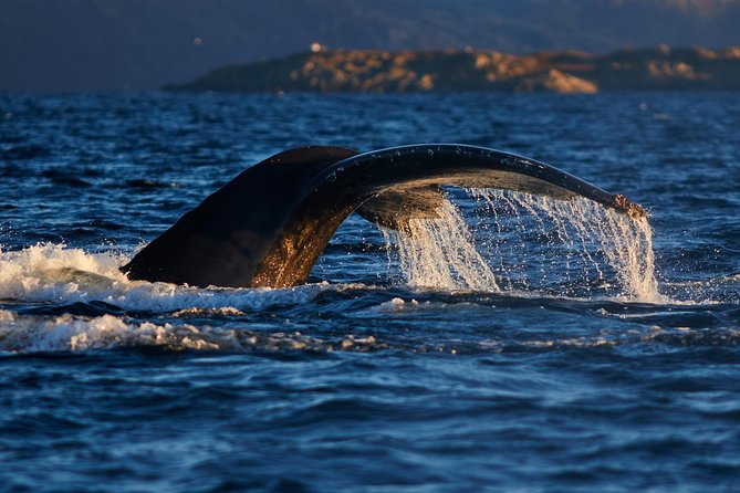 Whale Watching RIB Boat Tour in Skjervoy from Tromso - Booking, cancellation, and weather