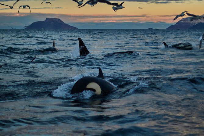 Whale Watching RIB Boat Tour in Skjervoy from Tromso - Searching for orcas and humpback whales