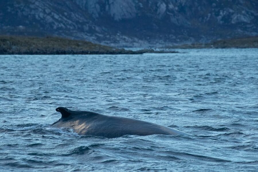 Whale Watching RIB Safari at Skjervøy - Three hours on the RIB