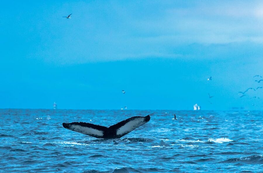 Whale Watching RIB Safari at Skjervøy - Practical details that can make or break the day
