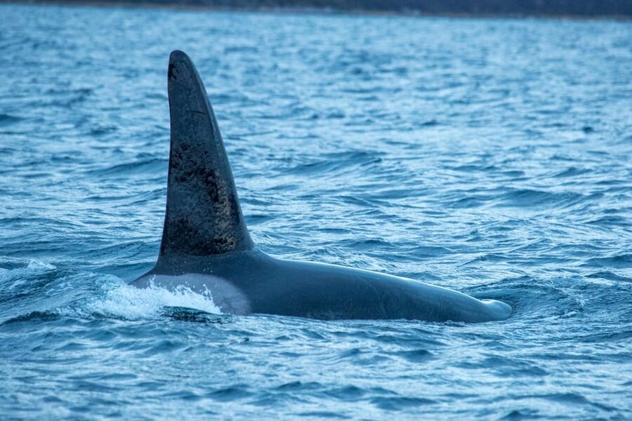 Whale Watching RIB Safari at Skjervøy - Is this Skjervøy whale safari worth booking?