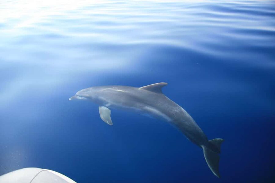 Zadar:Speedboat Tour Thrill Ride with Snorkeling on 3 island - What the ride feels like in real life