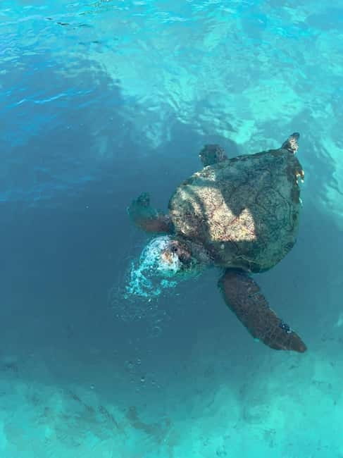 Zakynthos: Turtles, Marathonisi & Keri Caves Speedboat Tour - What this Zakynthos speedboat trip actually offers