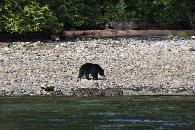 Zodiac Boat Whale and Wildlife 4-Hour Tour from Campbell River - Why a 12-person Zodiac makes a difference