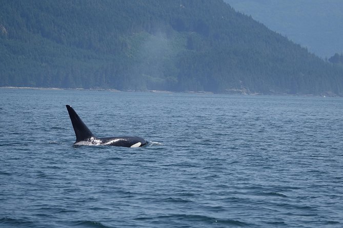 Zodiac Boat Whale and Wildlife 4-Hour Tour from Campbell River - Grizzlies, sea lions, and the wider search