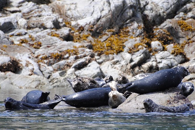Zodiac Boat Whale and Wildlife 4-Hour Tour from Campbell River - Is $180.44 a fair price?