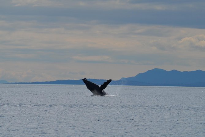 Zodiac Boat Whale and Wildlife 4-Hour Tour from Campbell River - Four hours that keep the focus on wildlife