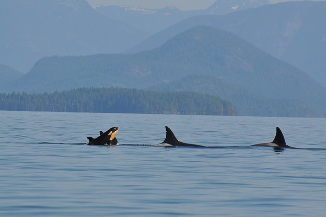 Zodiac Boat Whale and Wildlife 6-Hour Tour from Campbell River - Why the open Zodiac changes the wildlife experience