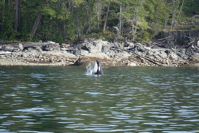 Zodiac Boat Whale and Wildlife 6-Hour Tour from Campbell River - Tide pools and Cape Mudge Lighthouse