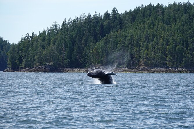 Zodiac Boat Whale and Wildlife 6-Hour Tour from Campbell River - Is $251.72 a fair price for six hours?