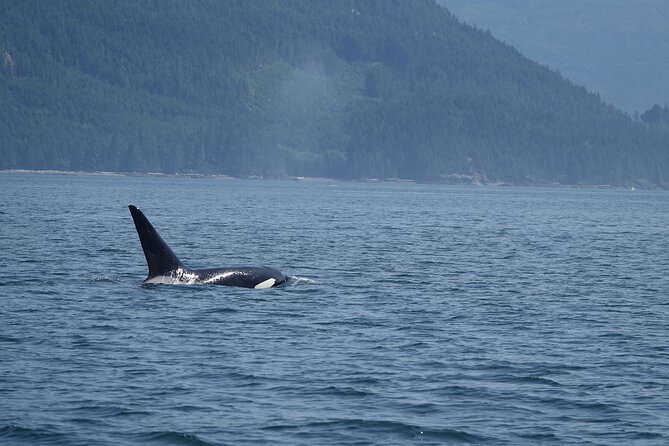 Zodiac Boat Whale and Wildlife 6-Hour Tour from Campbell River - Who will enjoy this Campbell River tour