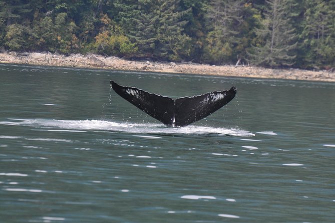 Zodiac Boat Whale and Wildlife 6-Hour Tour from Campbell River - Whales, porpoises, and the patience of wildlife watching