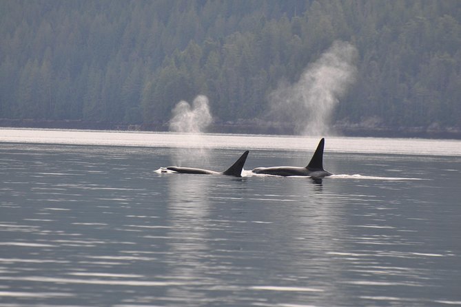Zodiac Boat Whale and Wildlife 7-8-Hour Tour from Campbell River - A full day from Campbell River, not a quick whale trip