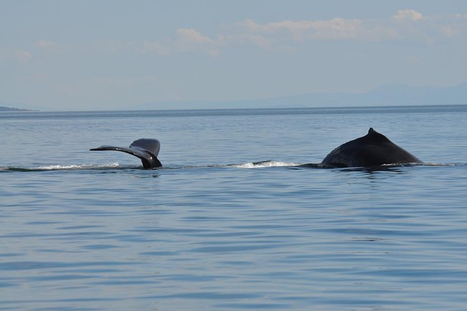 Zodiac Boat Whale and Wildlife 7-8-Hour Tour from Campbell River - Guides who add context and confidence