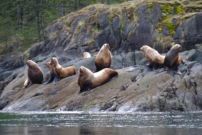 Zodiac Boat Whale and Wildlife 7-8-Hour Tour from Campbell River - Is $299.31 a fair price?