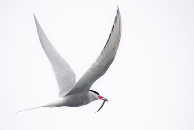 Zodiac Coastal Tour with Naturalist Guide: Lunenburg - Looking for seals, eagles, and seabirds