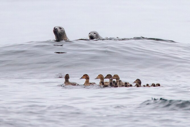 Zodiac Coastal Tour with Naturalist Guide: Lunenburg - Ending with drinks, baking, and a fire