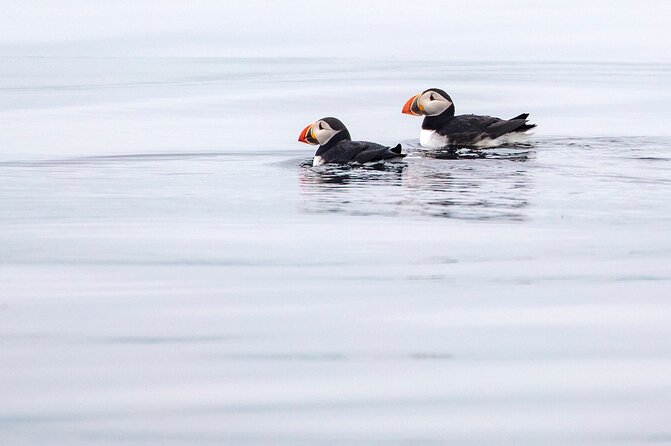 Zodiac Coastal Tour with Naturalist Guide: Lunenburg - Starting near Lunenburg’s historic waterfront