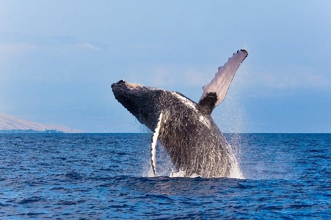 Zodiac Raft Whale Watching Adventure - A whale watch with a real ocean ride