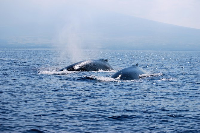 Zodiac Raft Whale Watching Adventure - The Kona coast provides its own show