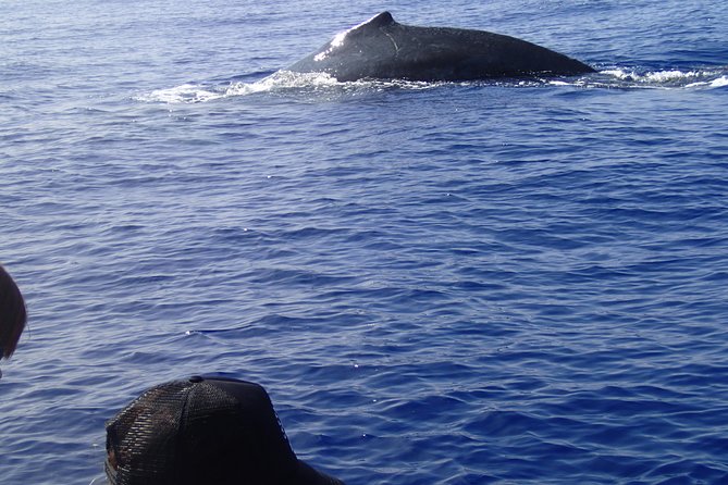 Zodiac Raft Whale Watching Adventure - Small-group advantages and guide quality