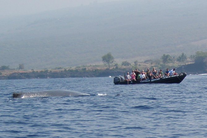 Zodiac Raft Whale Watching Adventure - Price, timing, and what is included