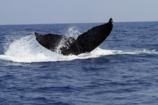 Zodiac Raft Whale Watching Adventure - Why the hydrophone changes the experience