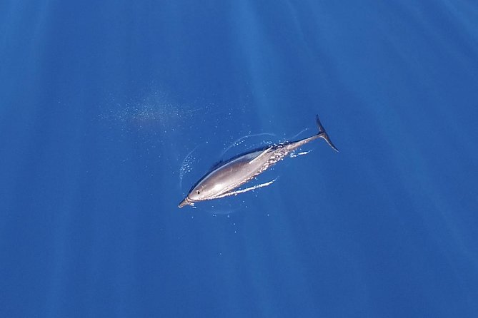 ZODIAC Whale Watch Tour | Cabo San Lucas | Biologist | FREE Pics - A small boat makes the whale search feel personal