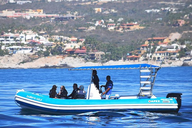 ZODIAC Whale Watch Tour | Cabo San Lucas | Biologist | FREE Pics - Finding humpbacks without turning the encounter into a chase