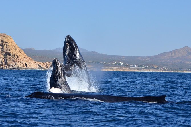 ZODIAC Whale Watch Tour | Cabo San Lucas | Biologist | FREE Pics - Free photos let you watch instead of constantly filming