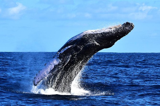 ZODIAC Whale Watch Tour | Cabo San Lucas | Biologist | FREE Pics - Wildlife beyond whales