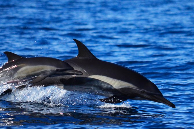 ZODIAC Whale Watch Tour | Cabo San Lucas | Biologist | FREE Pics - Timing, age limits, and practical details