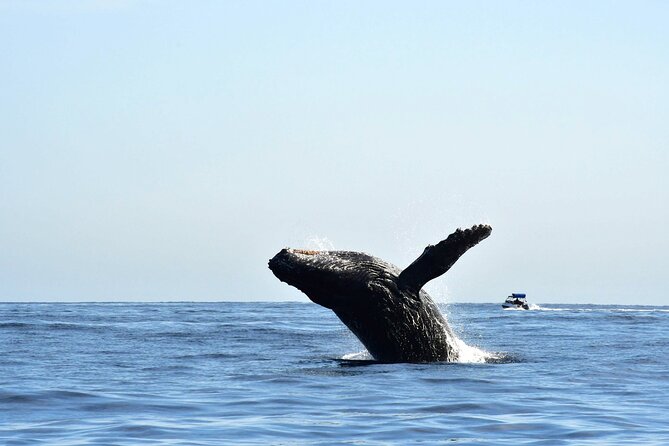 ZODIAC Whale Watch Tour | Cabo San Lucas | Biologist | FREE Pics - Leaving the marina for El Arco, Lovers Beach, and Pelican Rock